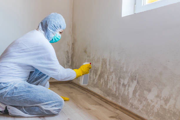Licensed Basement Mold Remediation service in Spring Mills, PA - WQB Mold Removal
