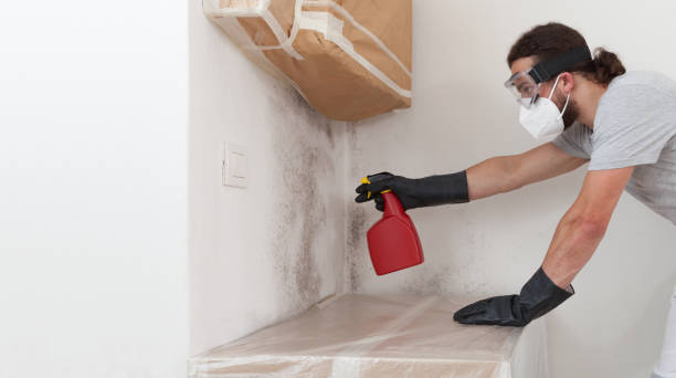 Professional Basement Mold Remediation technician working in Spring Mills, PA